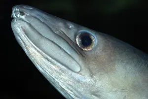 Conger: Conger Eel