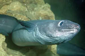 Ugly: CONGER EEL