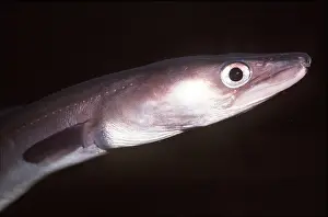 Eels: CONGER EEL - C/U HEAD