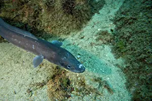 Eels: Conger eel Conger conger Le Scole southern cape Giglio Islan