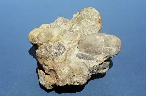 Conglomerate: Conglomerate