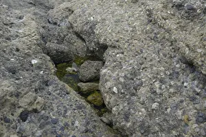 Lobos: Conglomerate Rock
