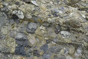 Lobos: Conglomerate Rock