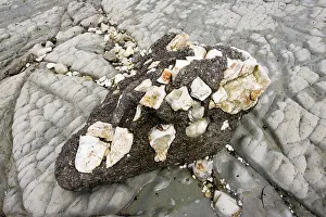 Conglomerate: Conglomerate rocks - on coast of Kaikoura