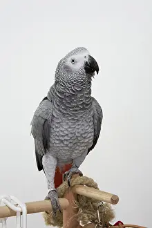 Psittacus: Congo African Grey Parrot
