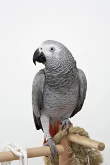 Psittacus: Congo African Grey Parrot