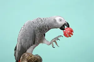 Psittacus: Congo African Grey Parrot with Ball