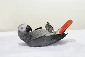 Psittacus: Congo African Grey Parrot Playing ^Dead^