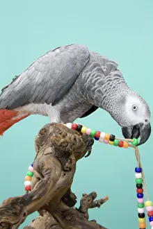 Psittacus: Congo African Grey Parrot with a String of Beads