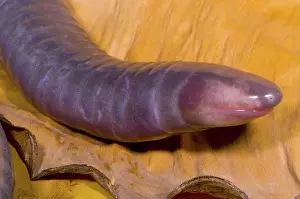 Fossorial: Congo Caecilian