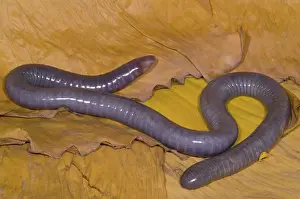 Fossorial: Congo Caecilian