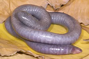 Fossorial: Congo Caecilian