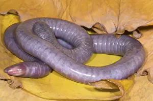 Fossorial: Congo Caecilian