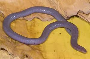 Fossorial: Congo Caecilian