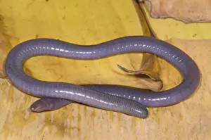 Fossorial: Congo Caecilian