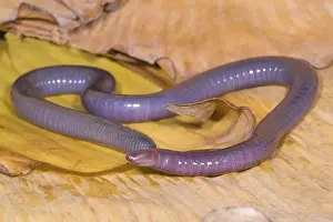 Fossorial: Congo Caecilian