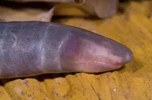 Fossorial: Congo Caecilian