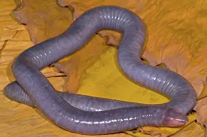 Fossorial: Congo Caecilian