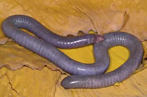 Fossorial: Congo Caecilian
