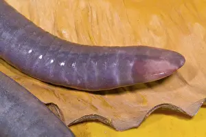 Fossorial: Congo Caecilian