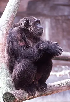 Apes: Congo CHIMPANZEE - sitting