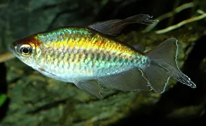 Tetra: Congo Tetra