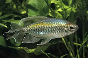 Tetra: Congo tetra