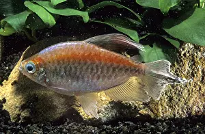 Tetra: Congo tetra