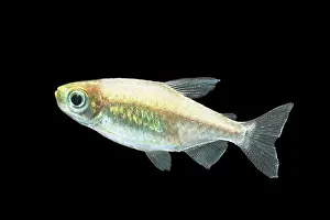 Tetra: Congo Tetra Fish