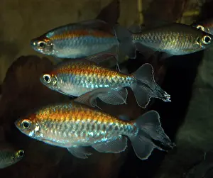 Tetra: Congo Tetra - freshwater fish