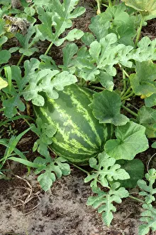 Ferry: Congo Watermelon