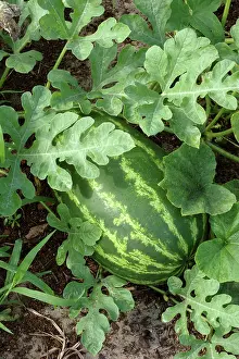 Ferry: Congo Watermelon