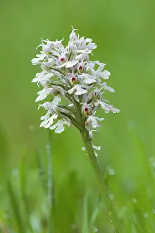 Subsp: Conical Orchid