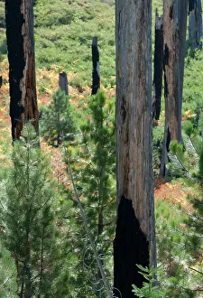 Yosemite: Conifer