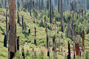 Yosemite: Conifer