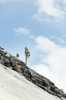 Yosemite: Conifer