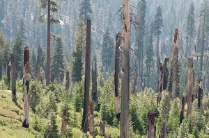 Yosemite: Conifer