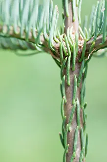 Yosemite: Conifer