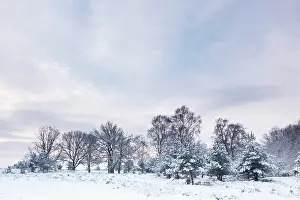 Deelerwoud: Conifer