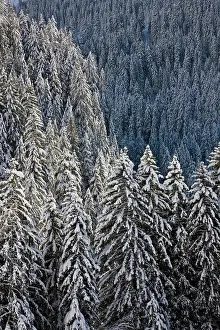Jungfrau: Conifer forest in fresh snow in Kiental
