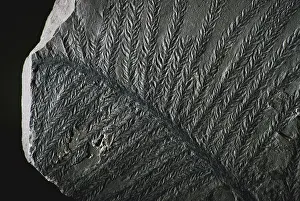 Fossilized: Conifer Fossil