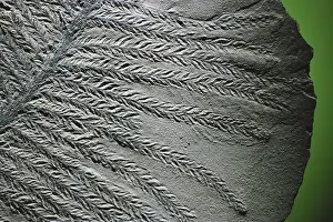 Fossilized: Conifer Fossil