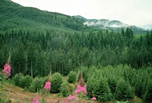 Perthshire: Conifer plantation - Perthshire - Scotland