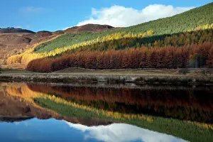 Lochs: Conifer trees in autumn colour with reflection - November