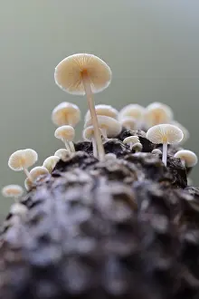 Toadstool: Conifercone Cap (Baeospora myosura) on a cone