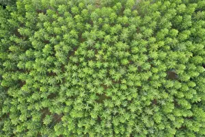 Abies: Coniferous forest aerial
