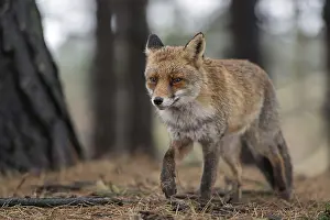Needles: In a coniferous forest... Red fox (Vulpes vulpes)