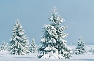Belguim: Conifers in SNOW