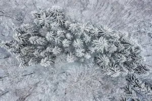 Forecast: Conifers in the snow, drone photo of a forest, Bad