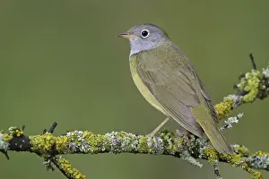 Manitoba: Connecticut Warbler (Oporornis agilis)